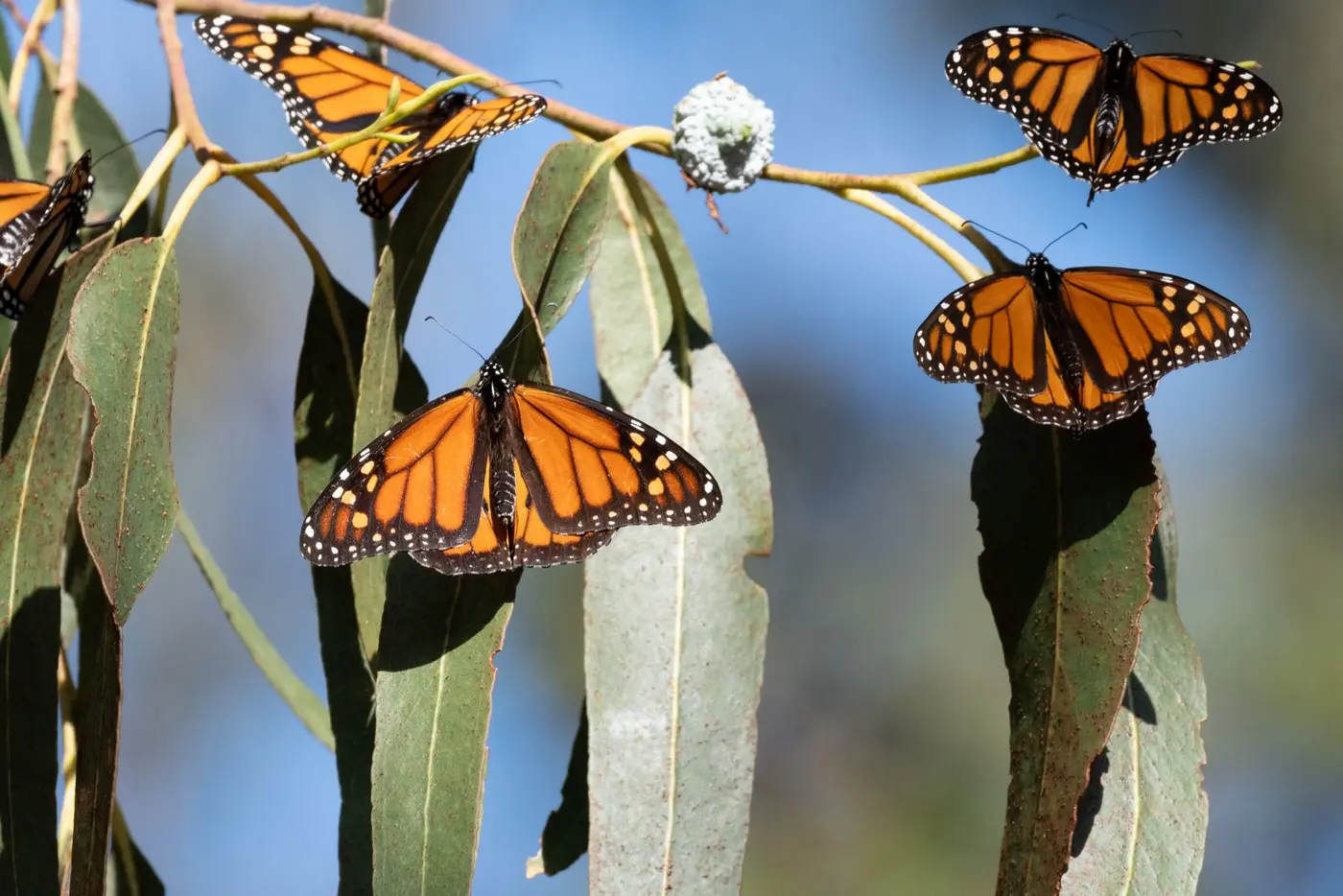 butterflies are in decline across north america a look at the western monarch