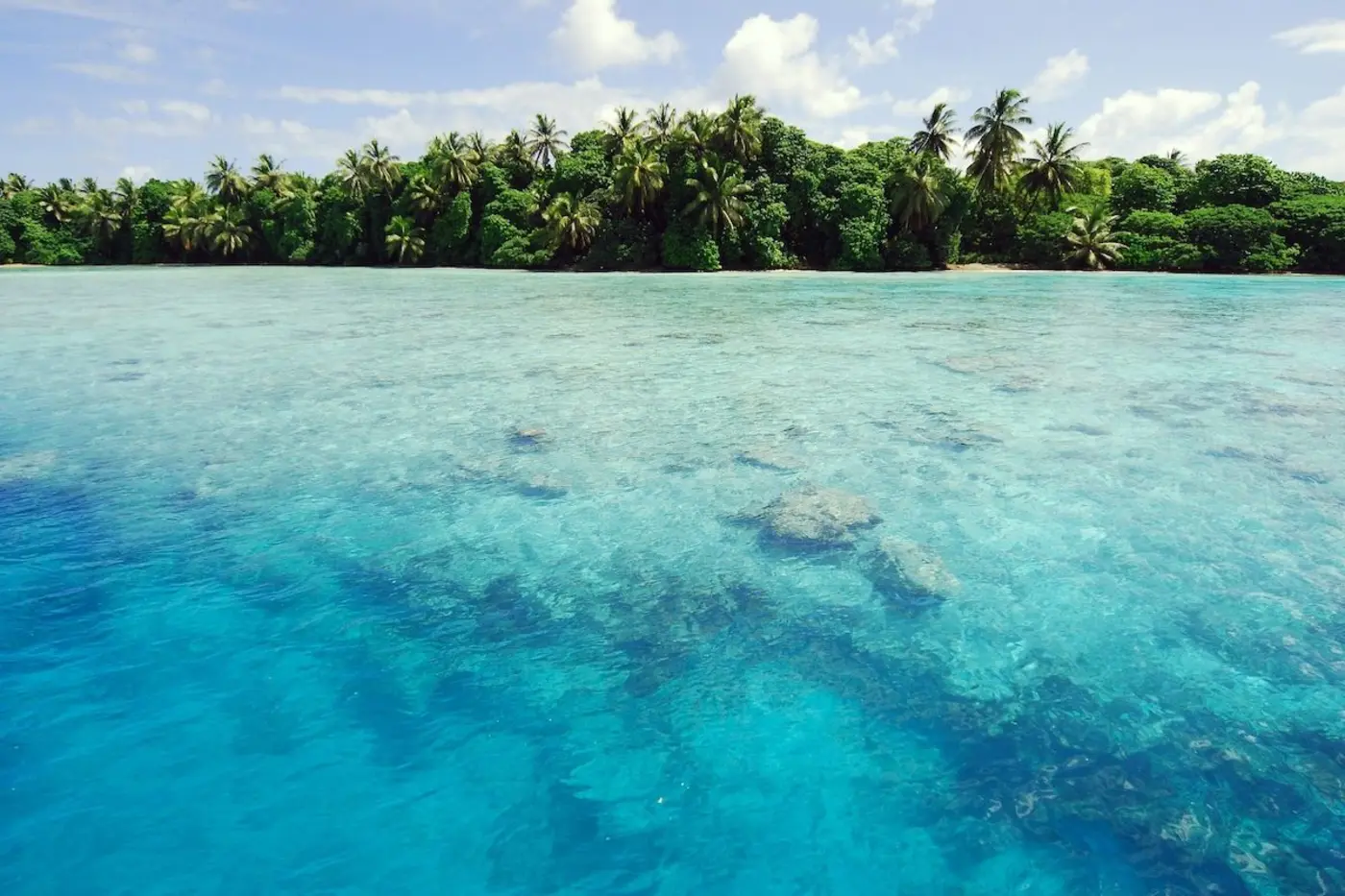 to restore an island paradise add fungi