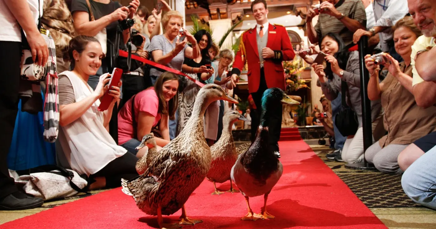 historic tennessee hotel is also home to the greatest duck tradition 2016