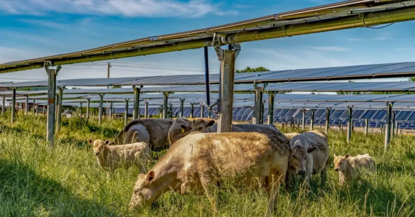 solar farm lets cattle roam under moving panels