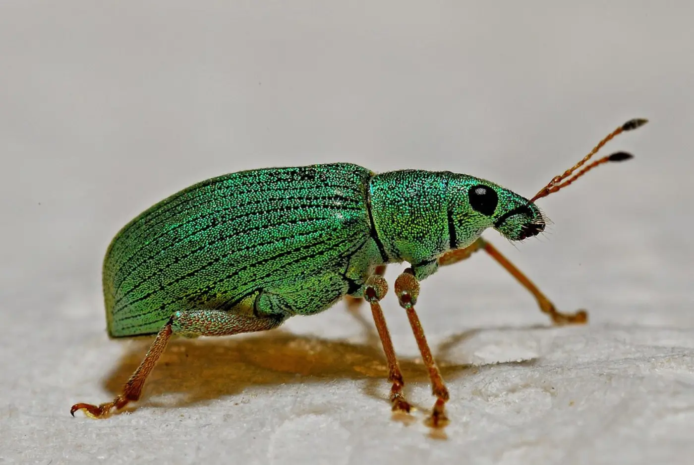 approaching zero bugs