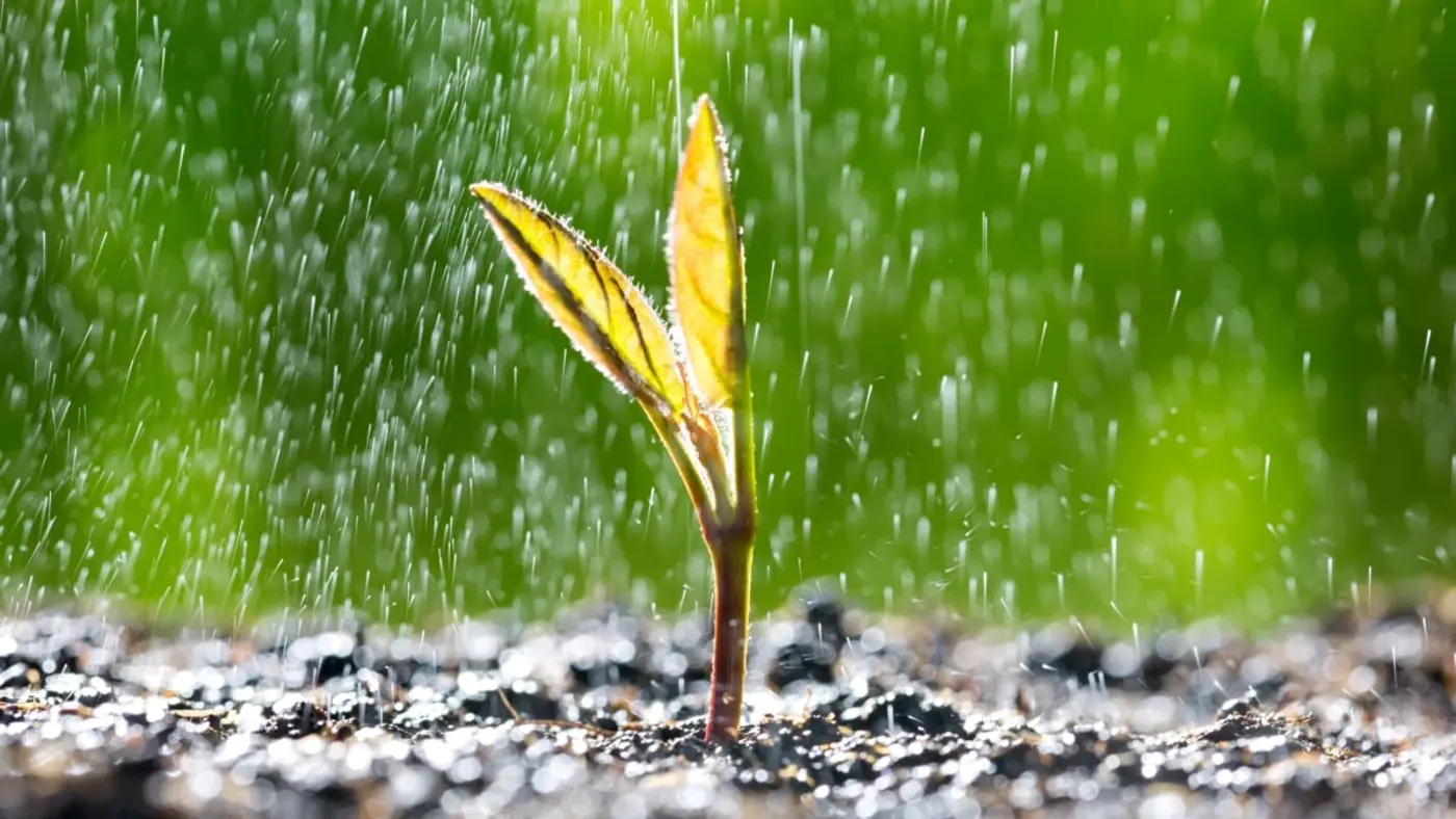 plant seeds do something when the sound of rain strikes
