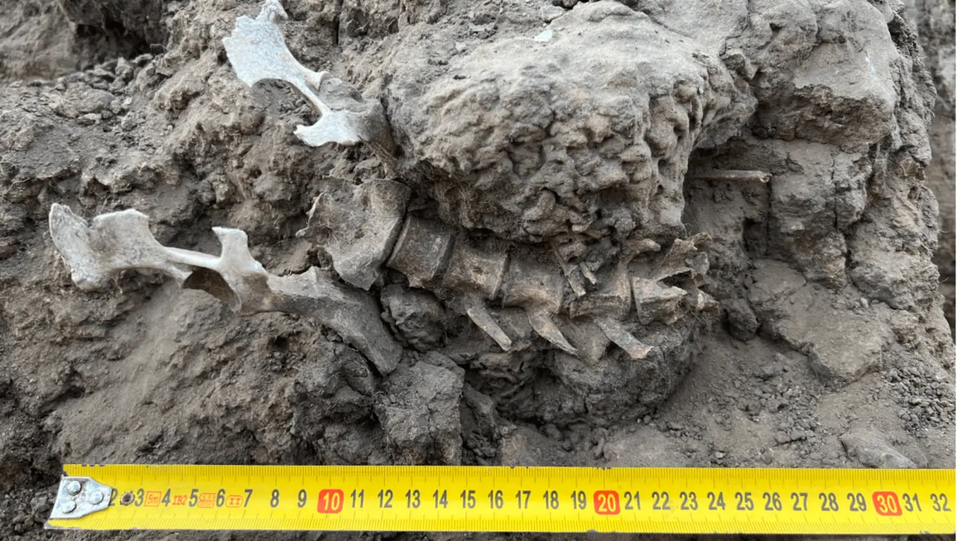 1kyearold dingo bones show that it was injured cared for and ritually buried