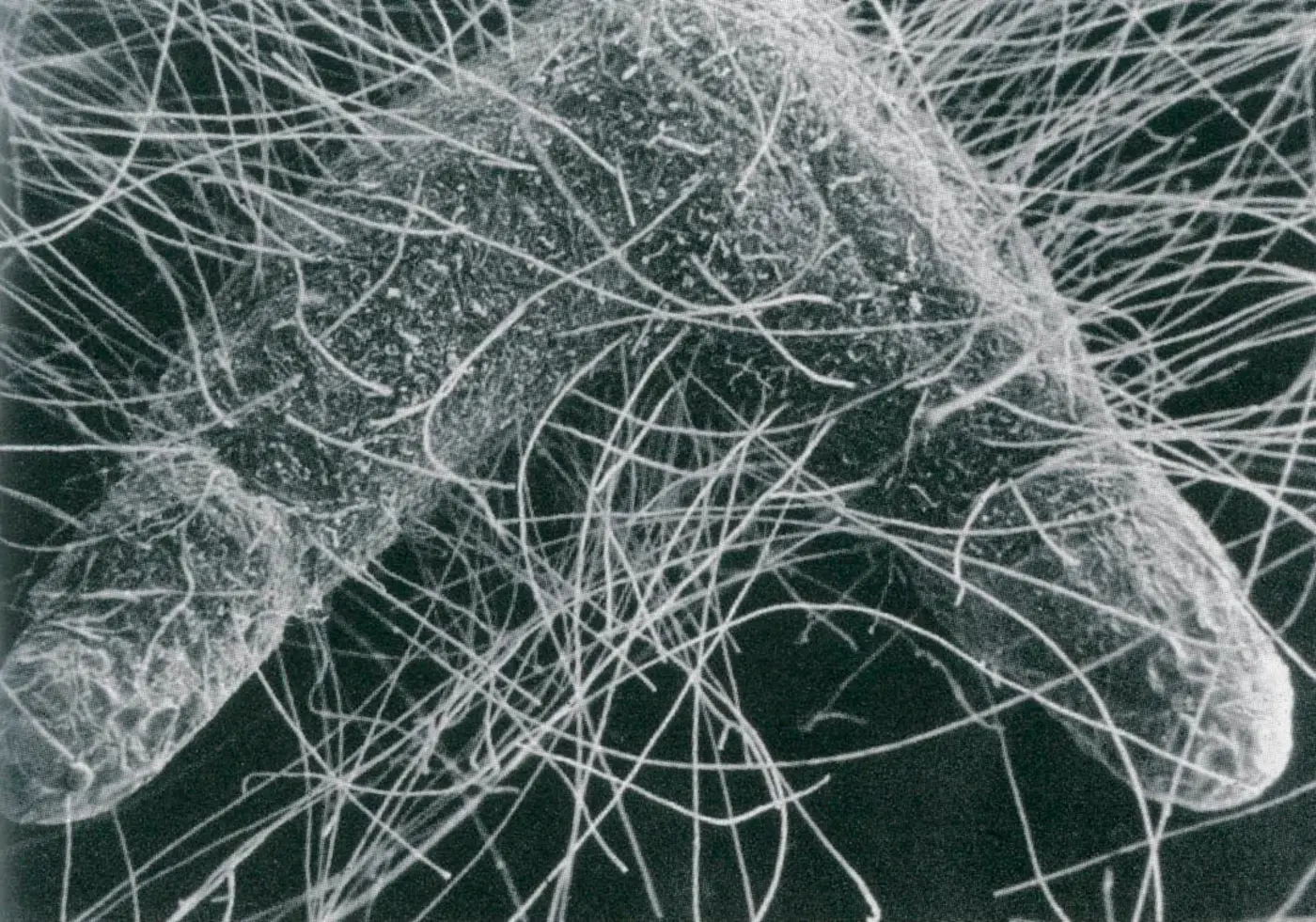 mycorrhizal fungi naturex27s key to plant survival and success