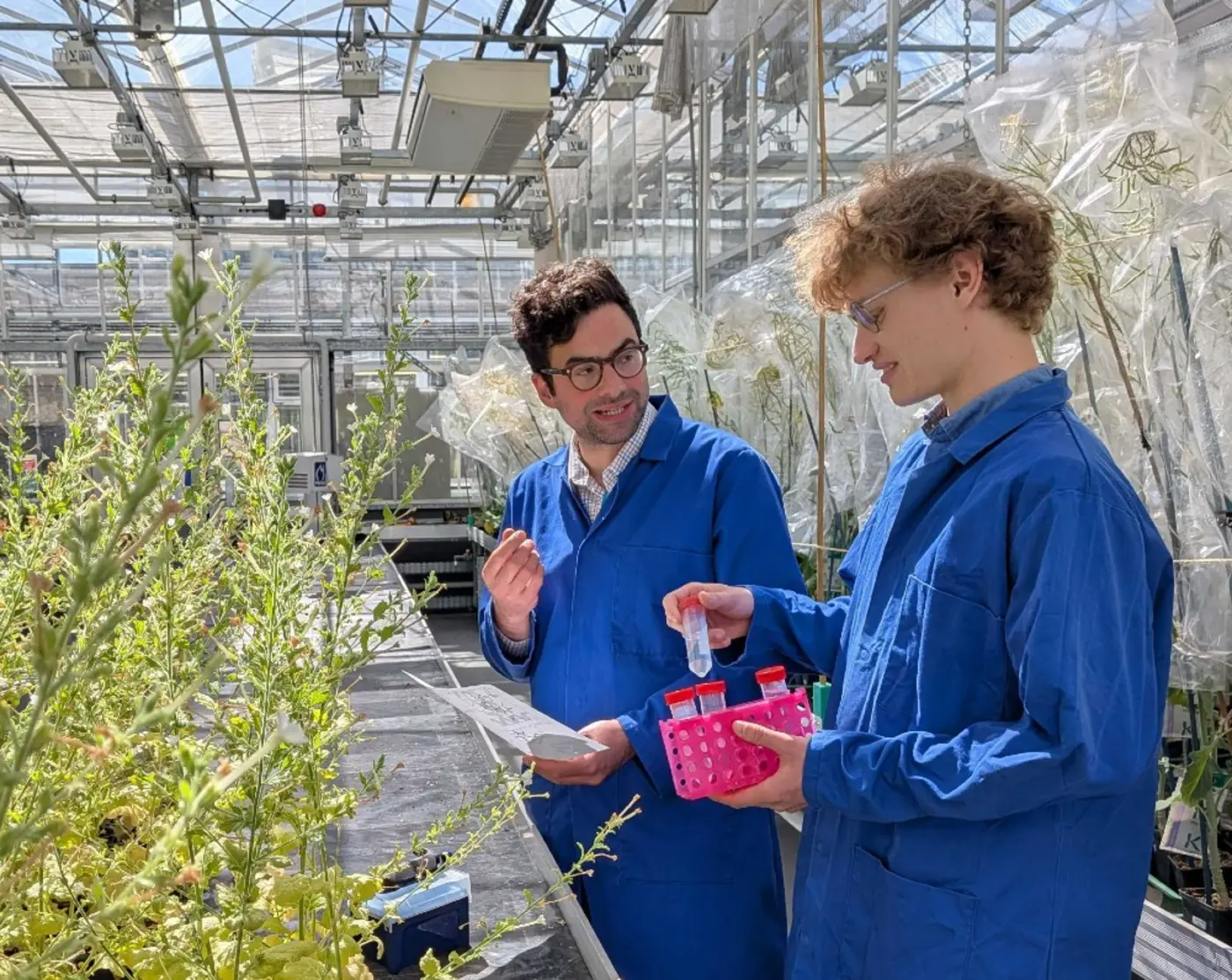 scientists solve 200yearold puzzle of how tobacco plants make nicotine