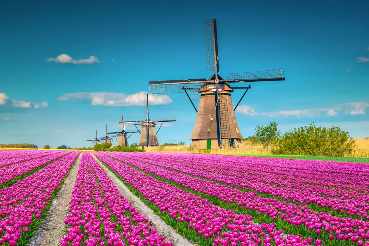 tulip mania when a single flower was worth more than a house