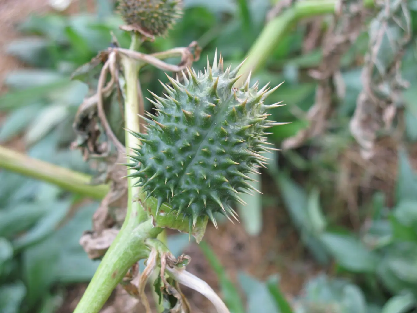poisonous invasion what is the x27devilx27s trumpetx27 harming crops in iraq