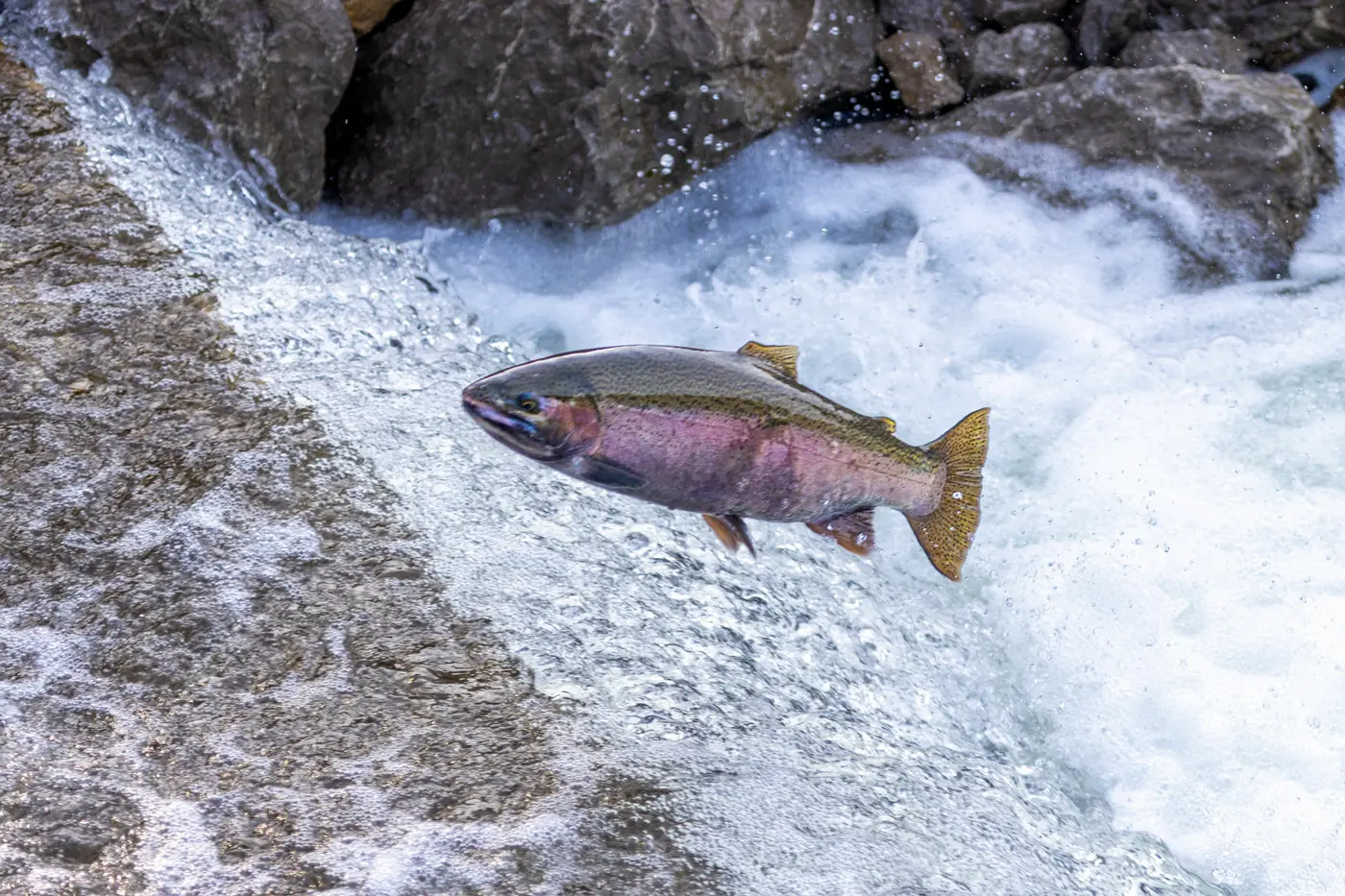 decades of effort restore steelhead and salmon passage on alameda creek
