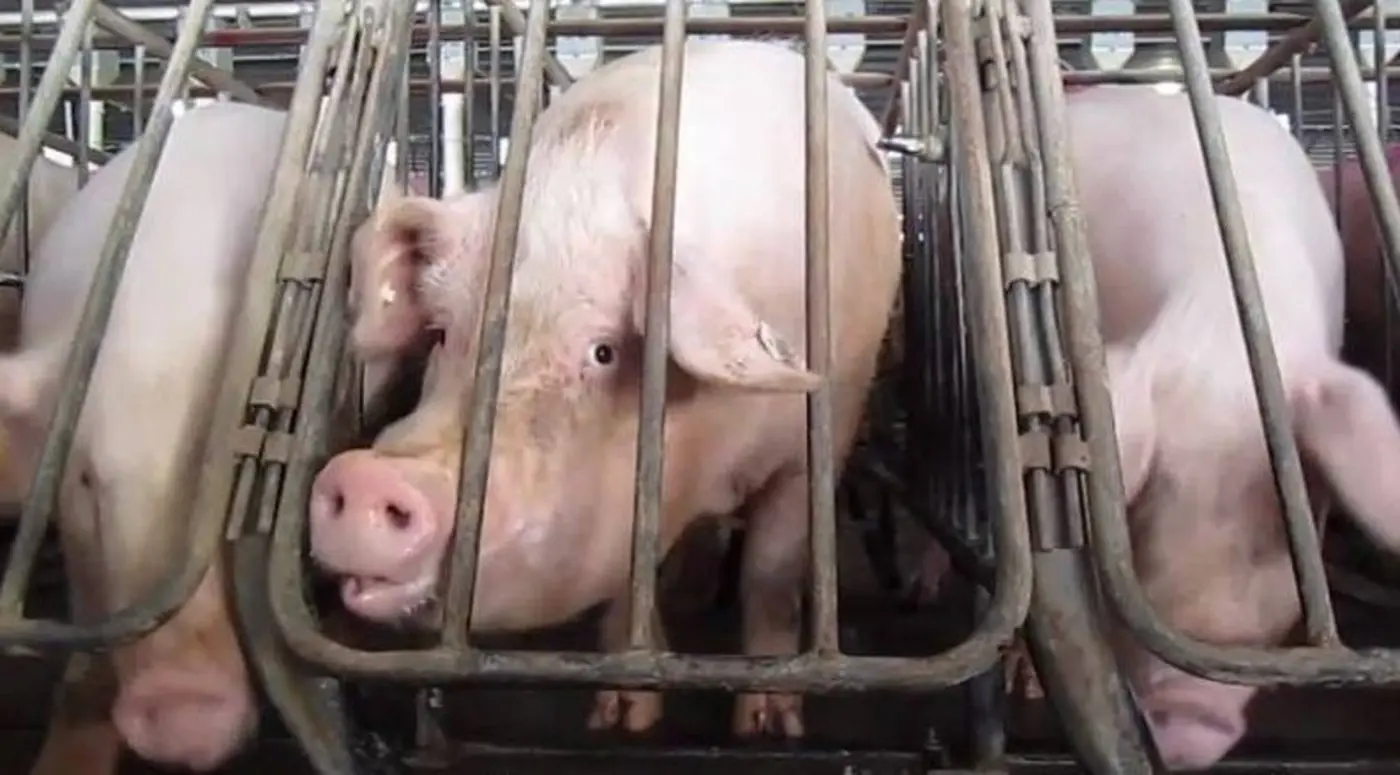 the way we treat pigs is a sin