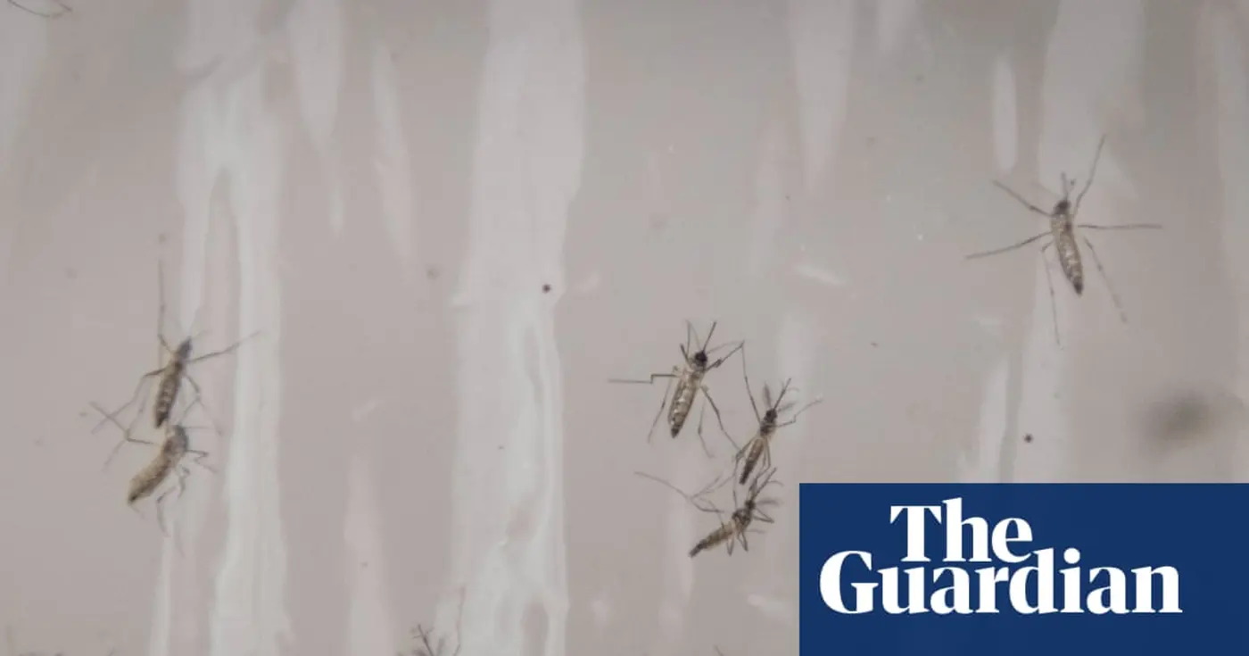 google requests permission to release 32m mosquitoes in california and florida
