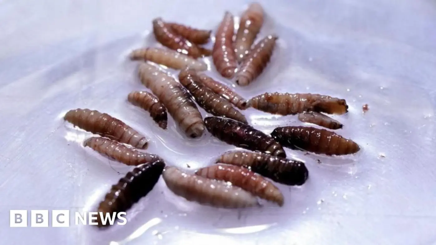 flesheating screwworm arrives in us with first case in texas