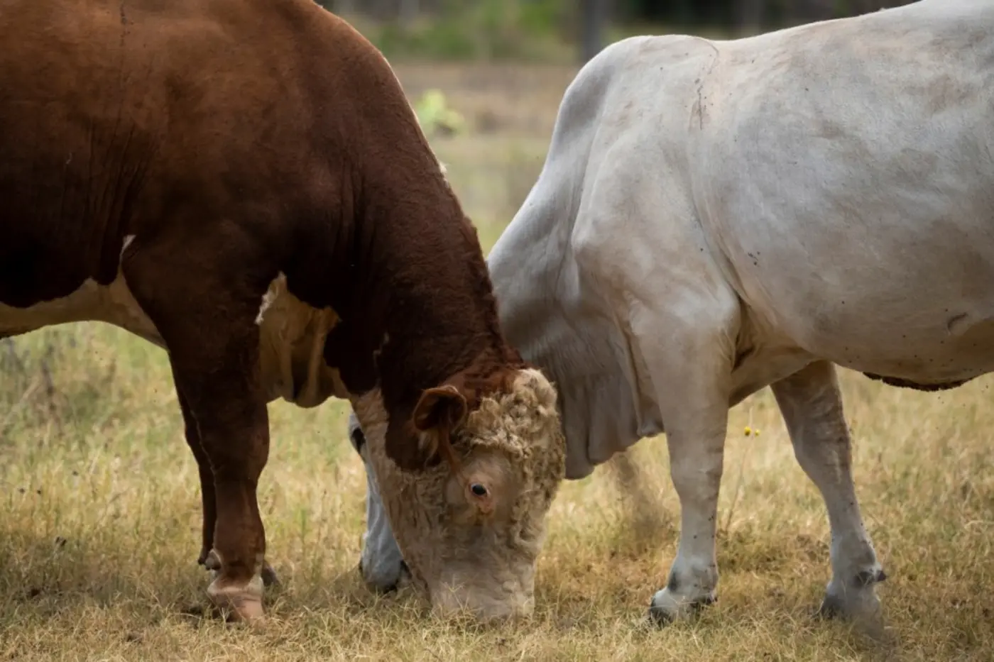 first us screwworm case confirmed in south texas