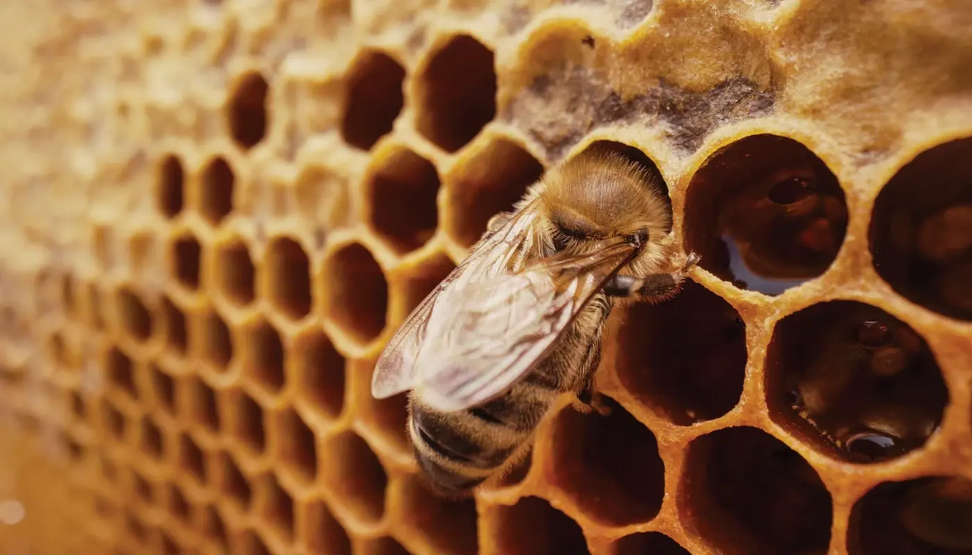 queen bees emerge from special wax chambers