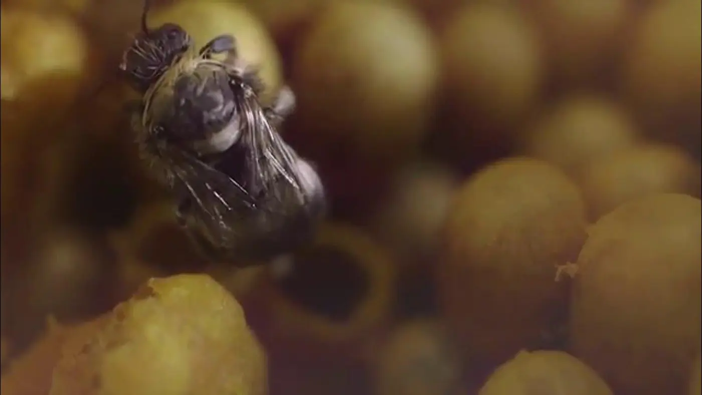 koppert bumblebee farming video