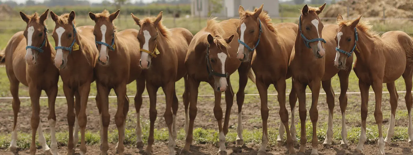 field of clones how horse replicas came to dominate polo