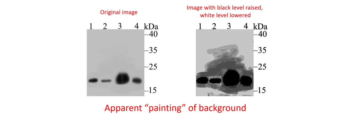 how much of thermo fisherx27s antibody data has been manipulated