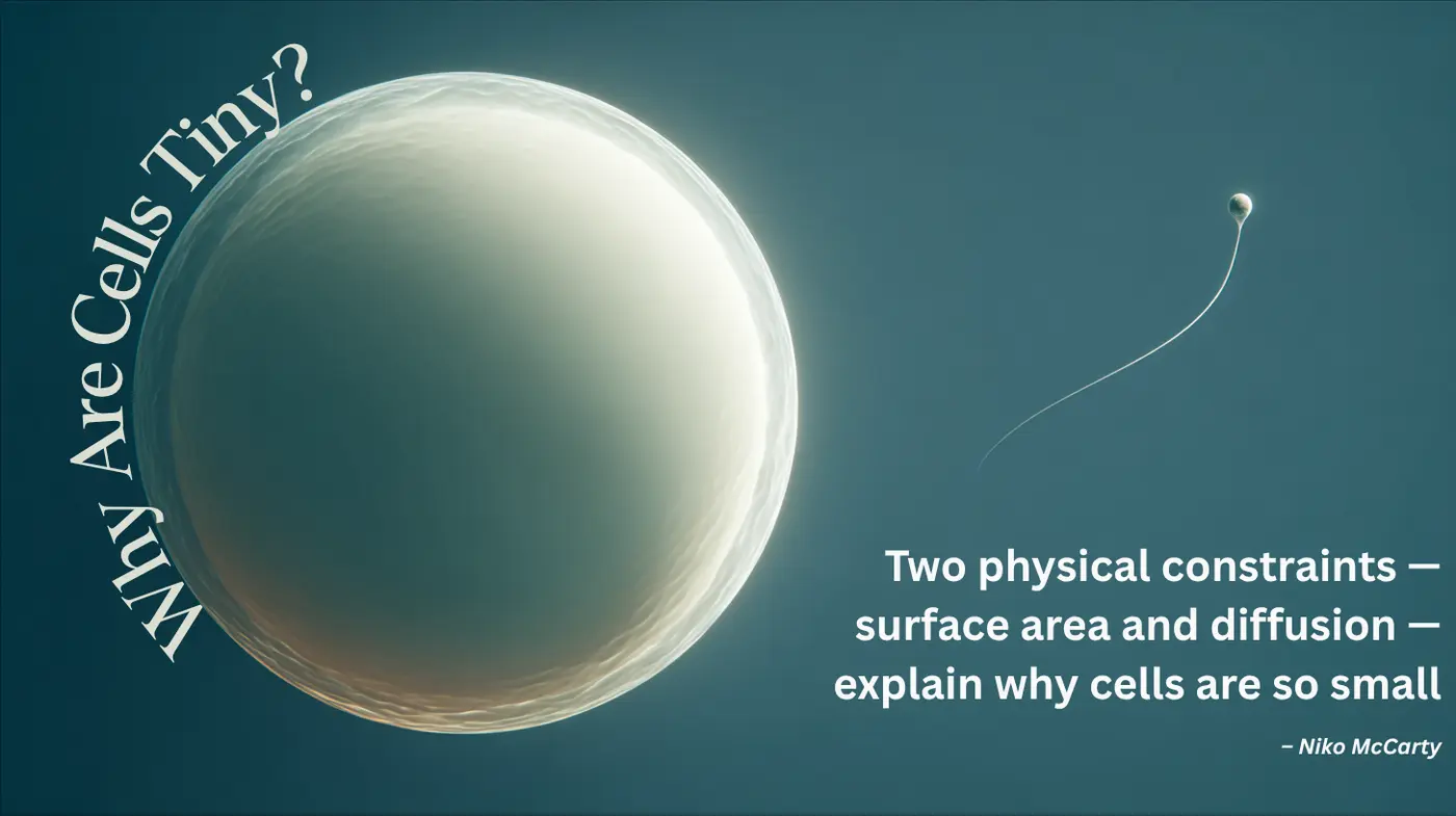 why cells are small