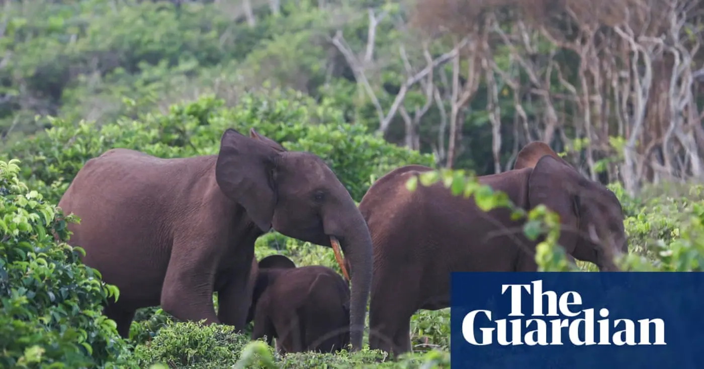 us millionaire biggame hunter dies after being crushed by elephants