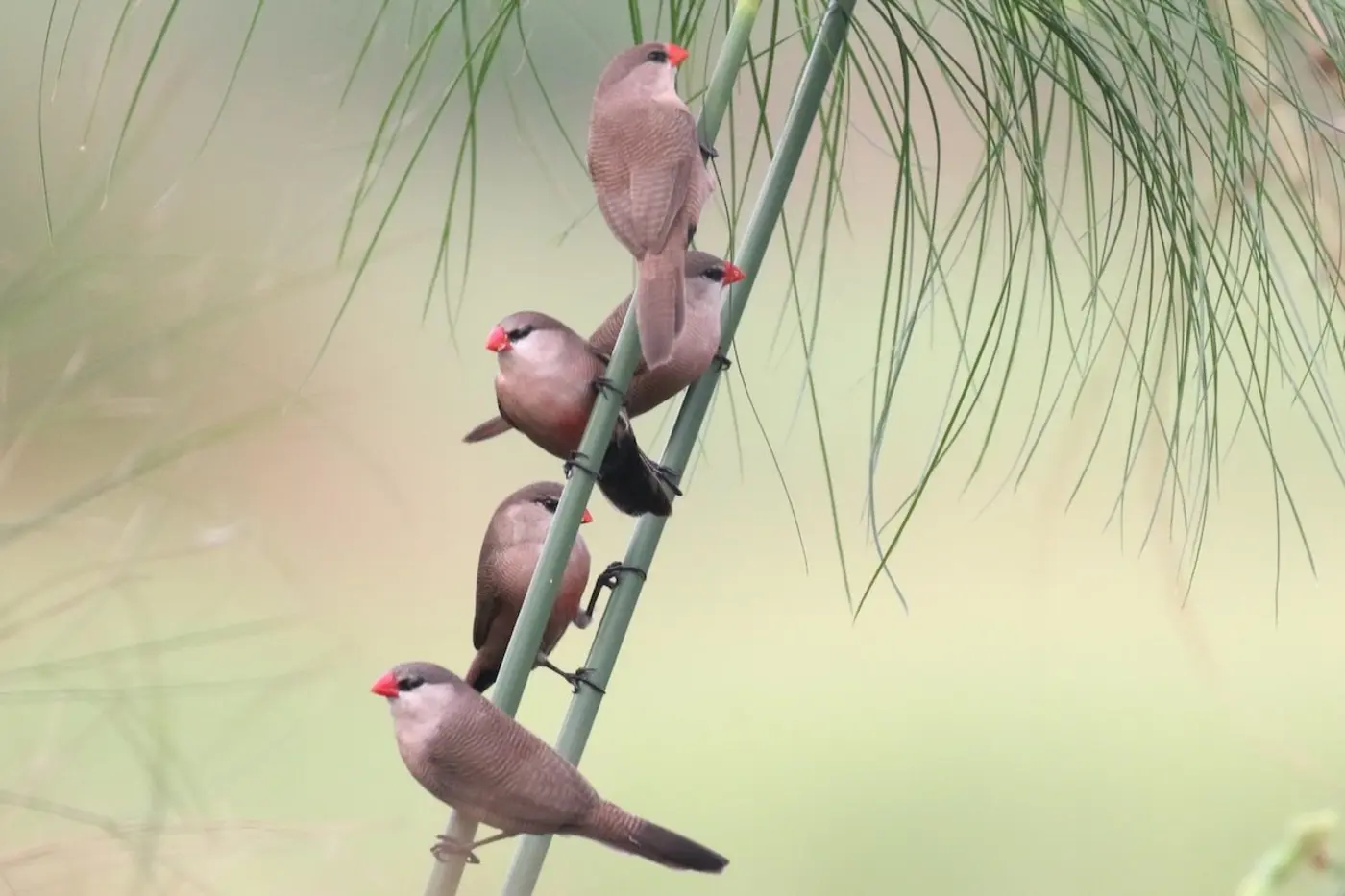 long lost african bird captured in striking photos