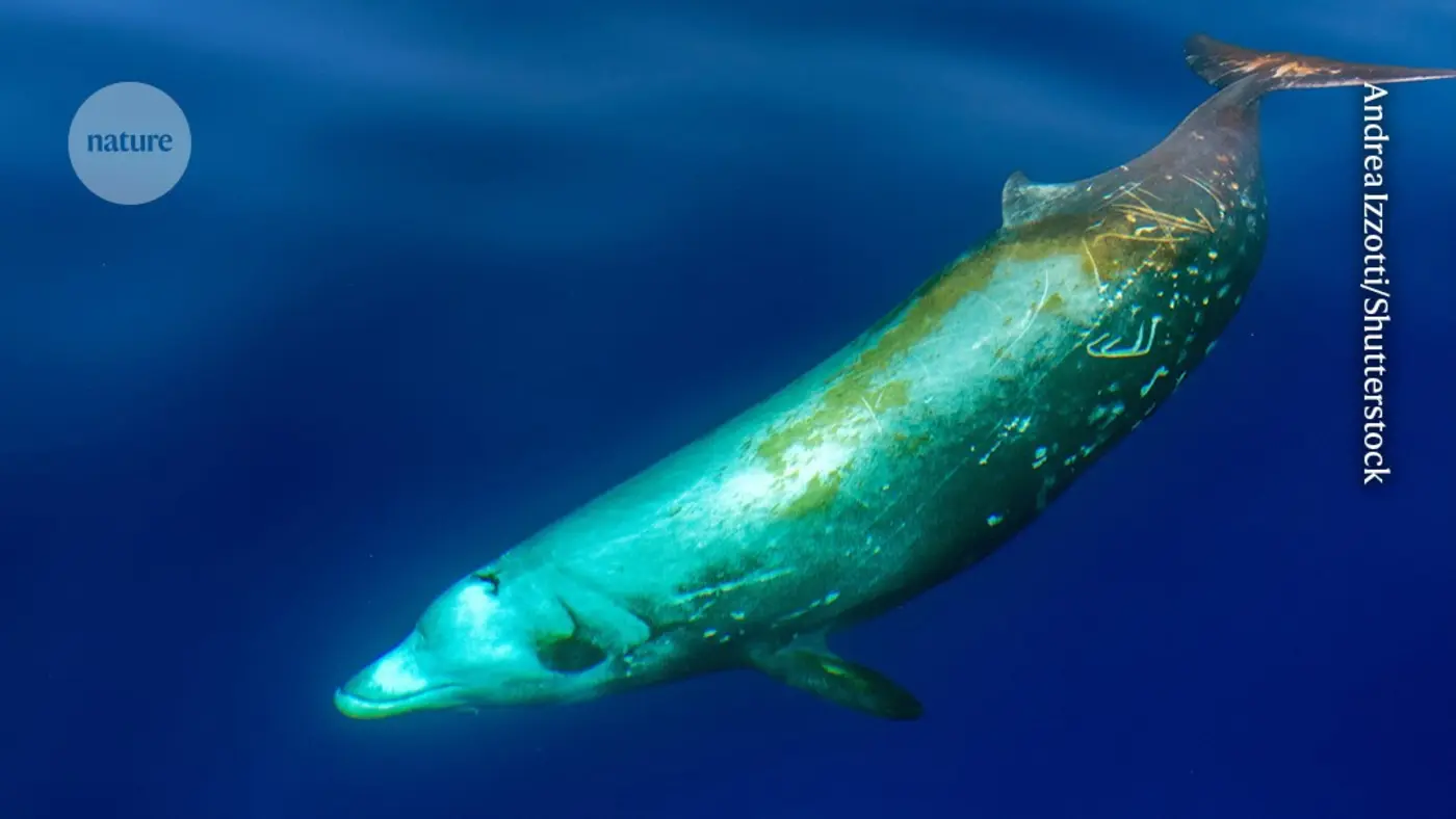 a whale necropolis has been found