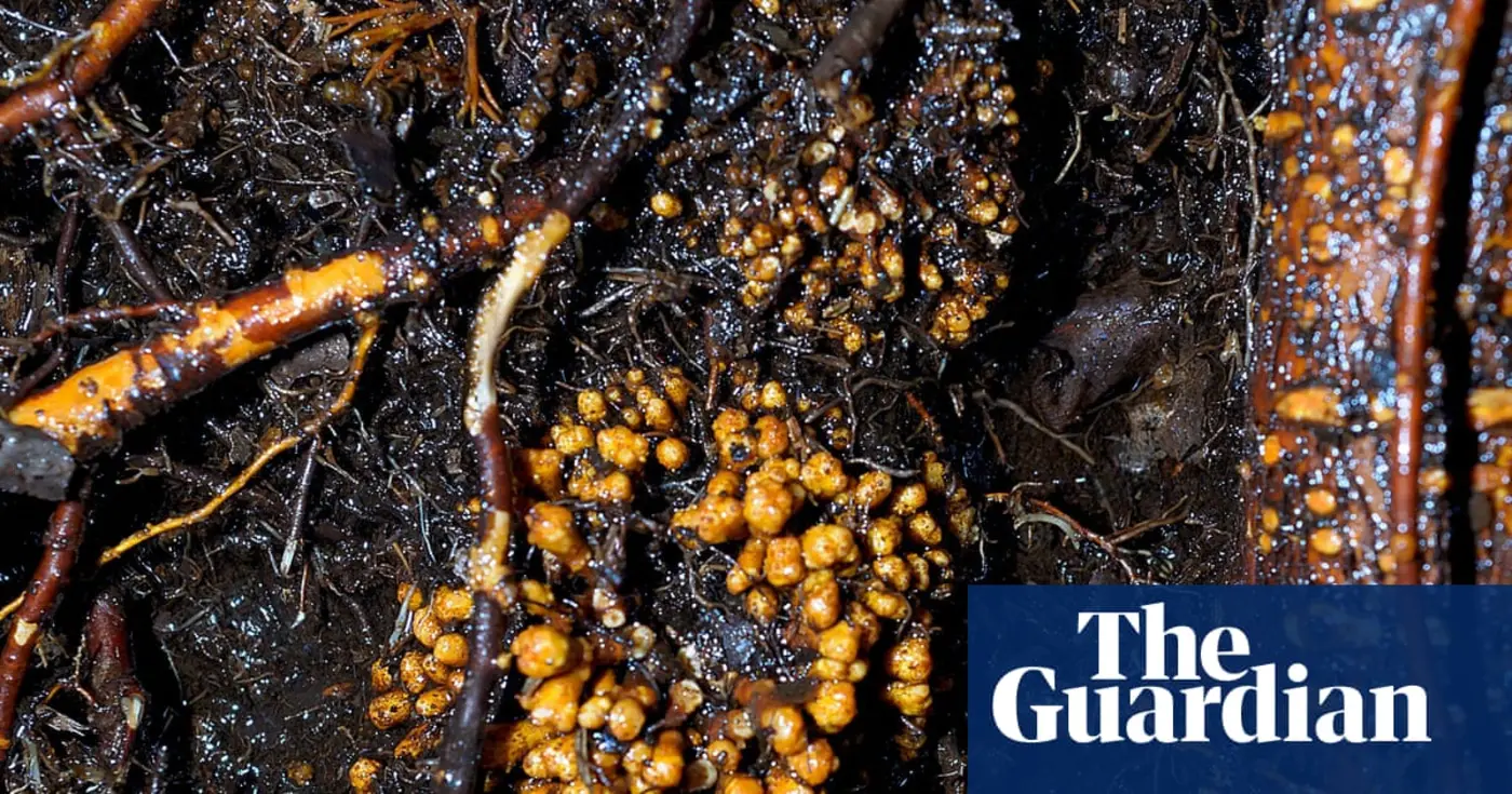 subterranean fungi networks more than 100 quadrillion km in length