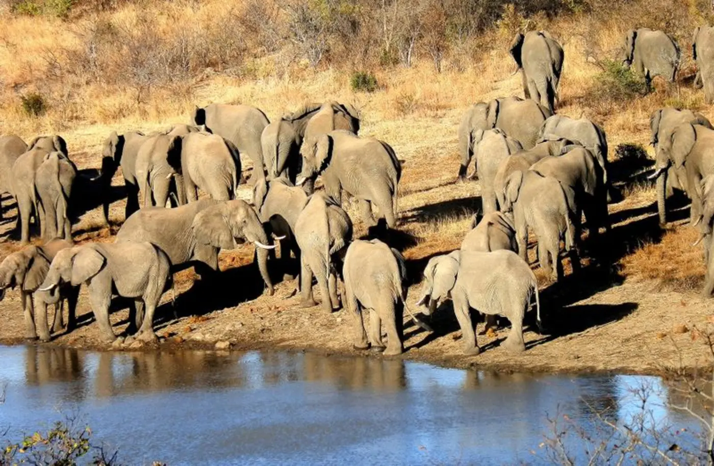 cattle and wildlife thrive sidebyside in zimbabwe
