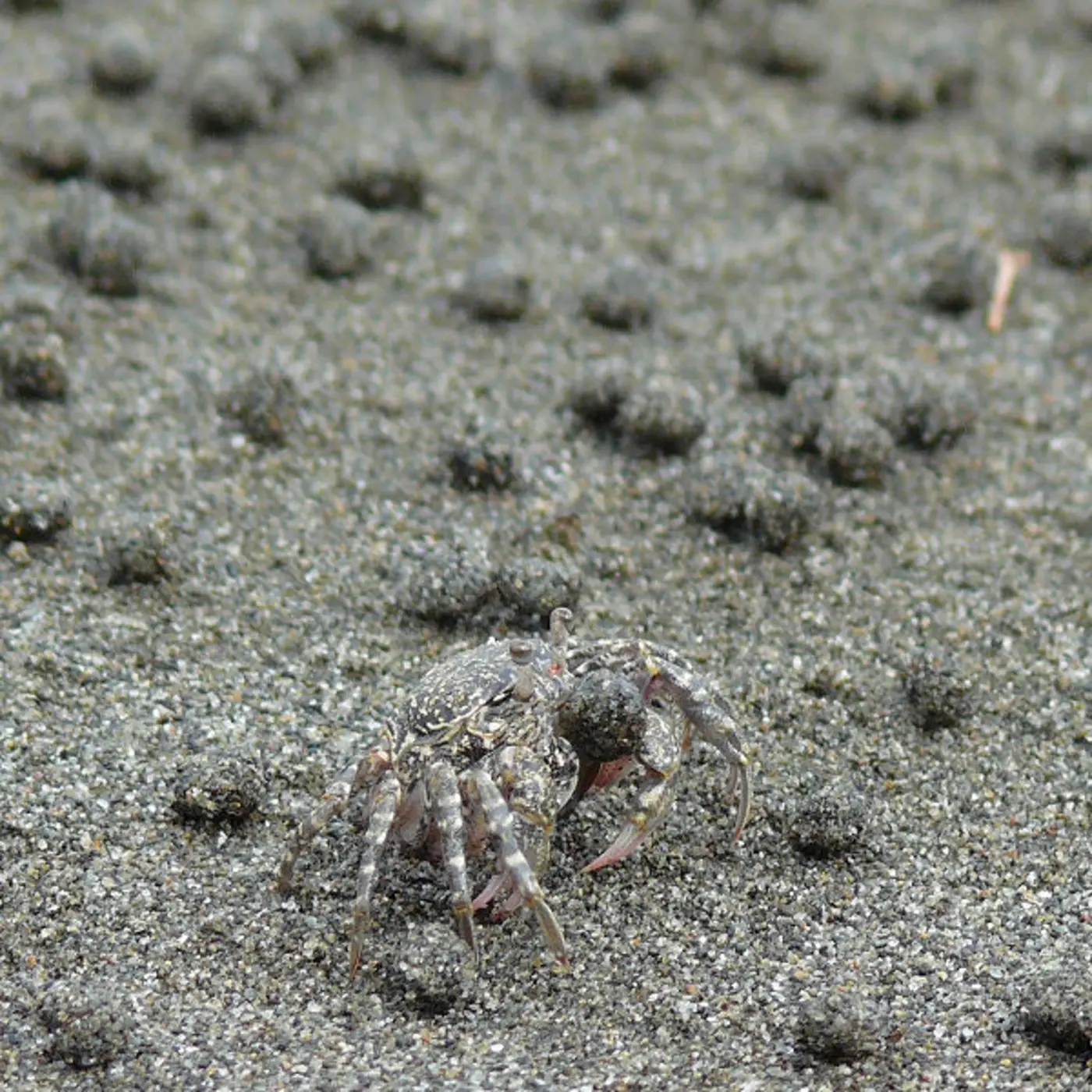 sand bubbler crab
