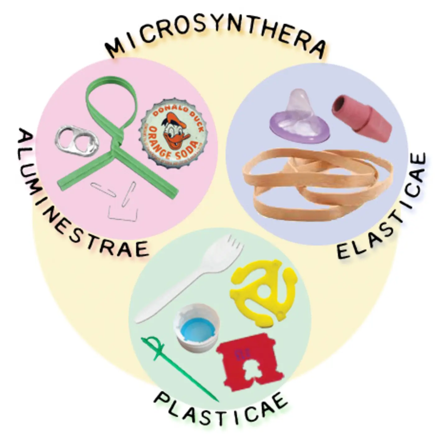 taxonomy of the occlupanida parasitoids on bread bag tags