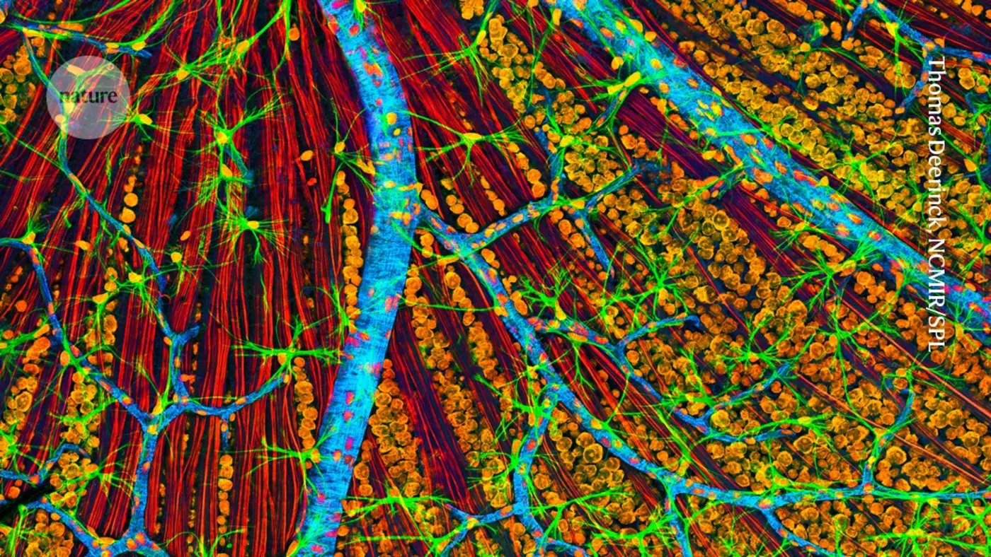 worldfirst therapy to make cells young again trialled in a person