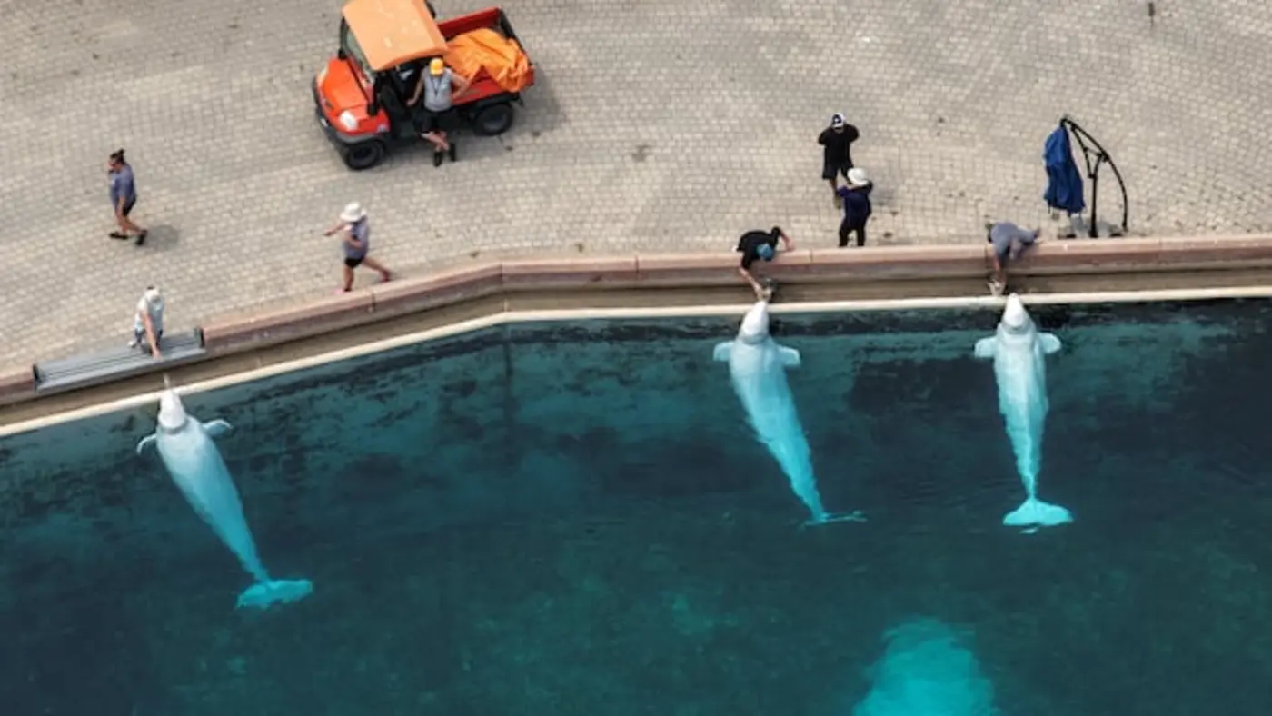 how to move a beluga across the world