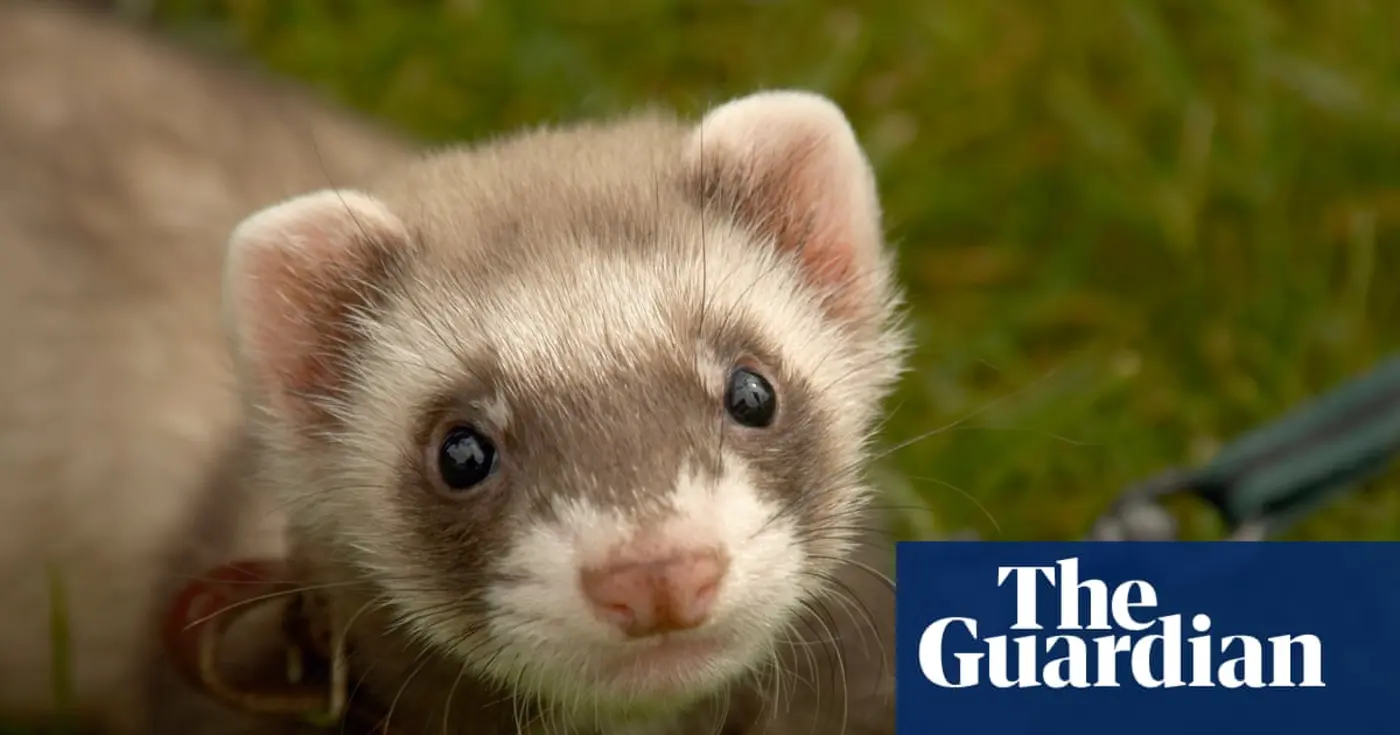 therapy ferrets used to kill rats at ukx27s largest childrenx27s prison