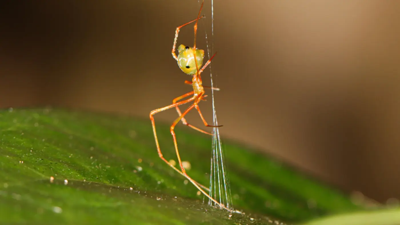 scientists discover x27ballista spiderx27 launches prey 140x the force of gravity