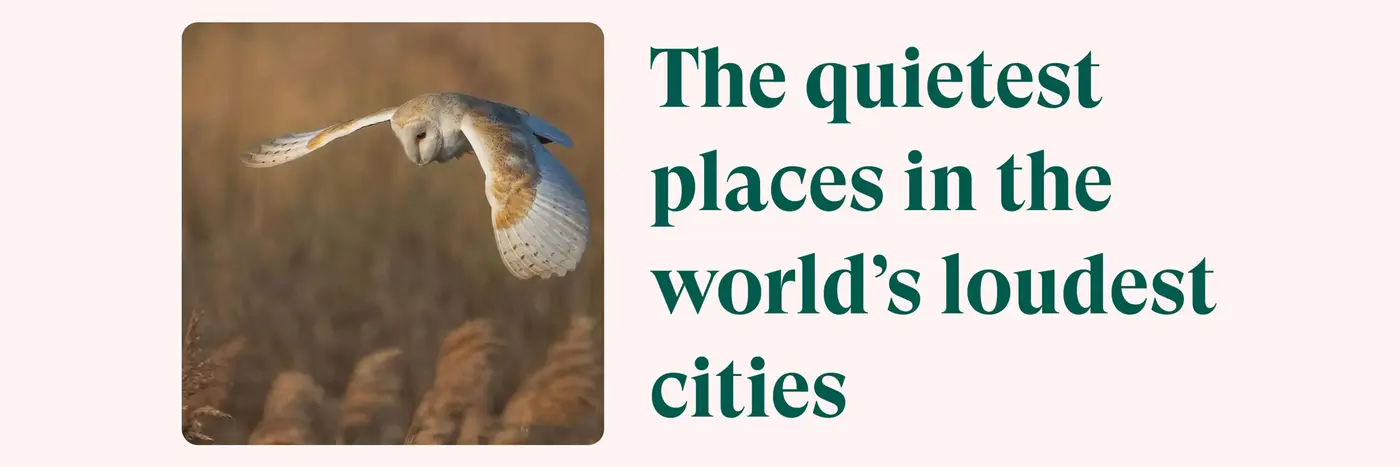 the quietest places in the loudest cities