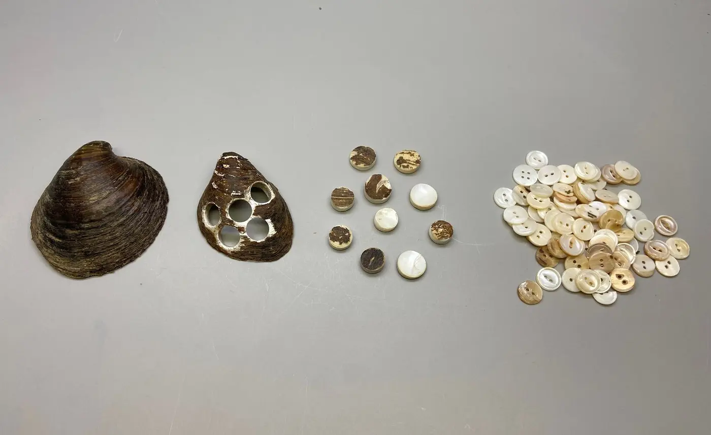german button maker searched rivers of american midwest for valuable shells