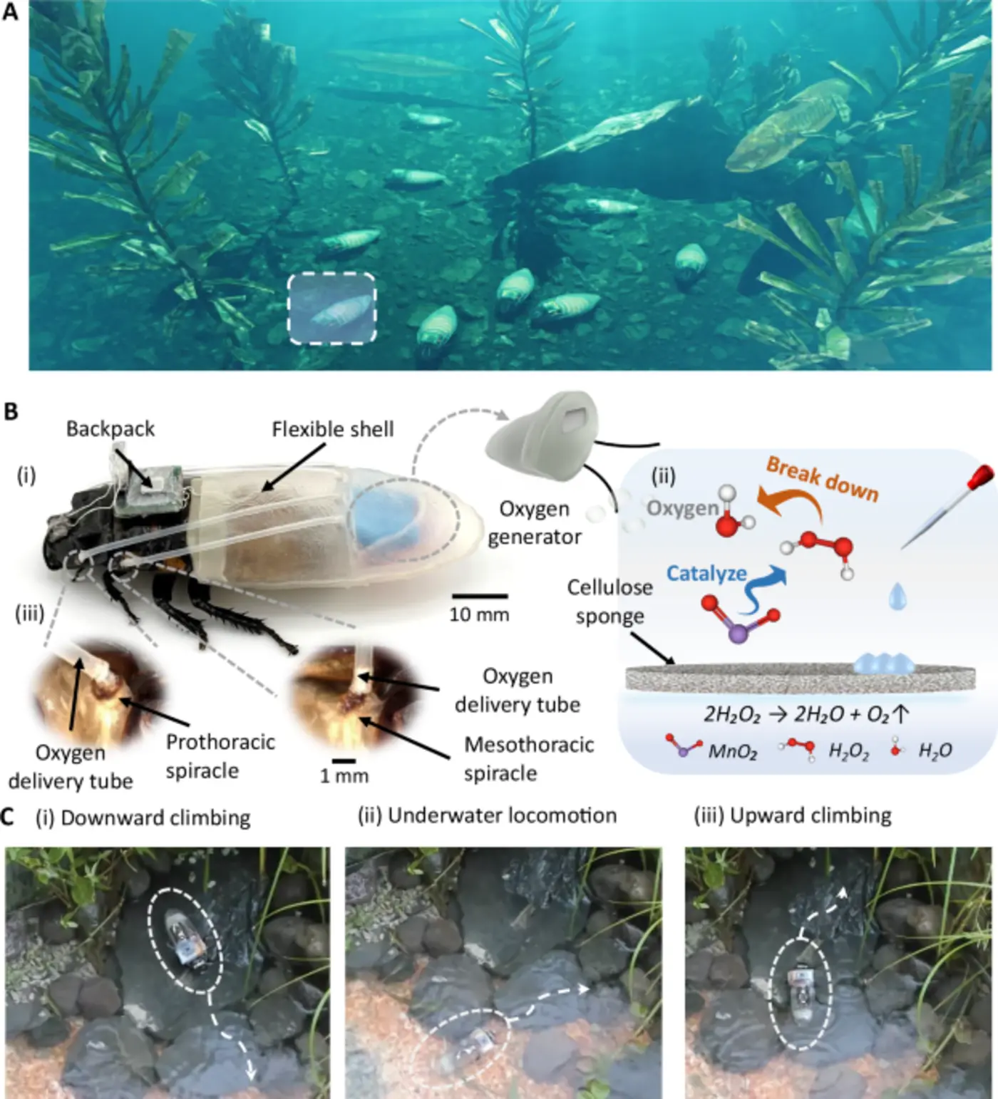 underwater suitwearing cyborg insect capable of diving and terraaqua travel