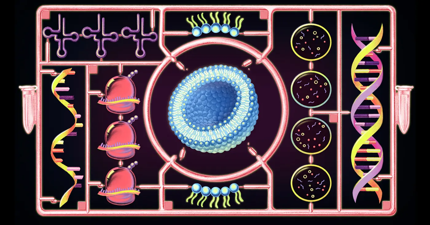 for first time a cell built from scratch grows and divides