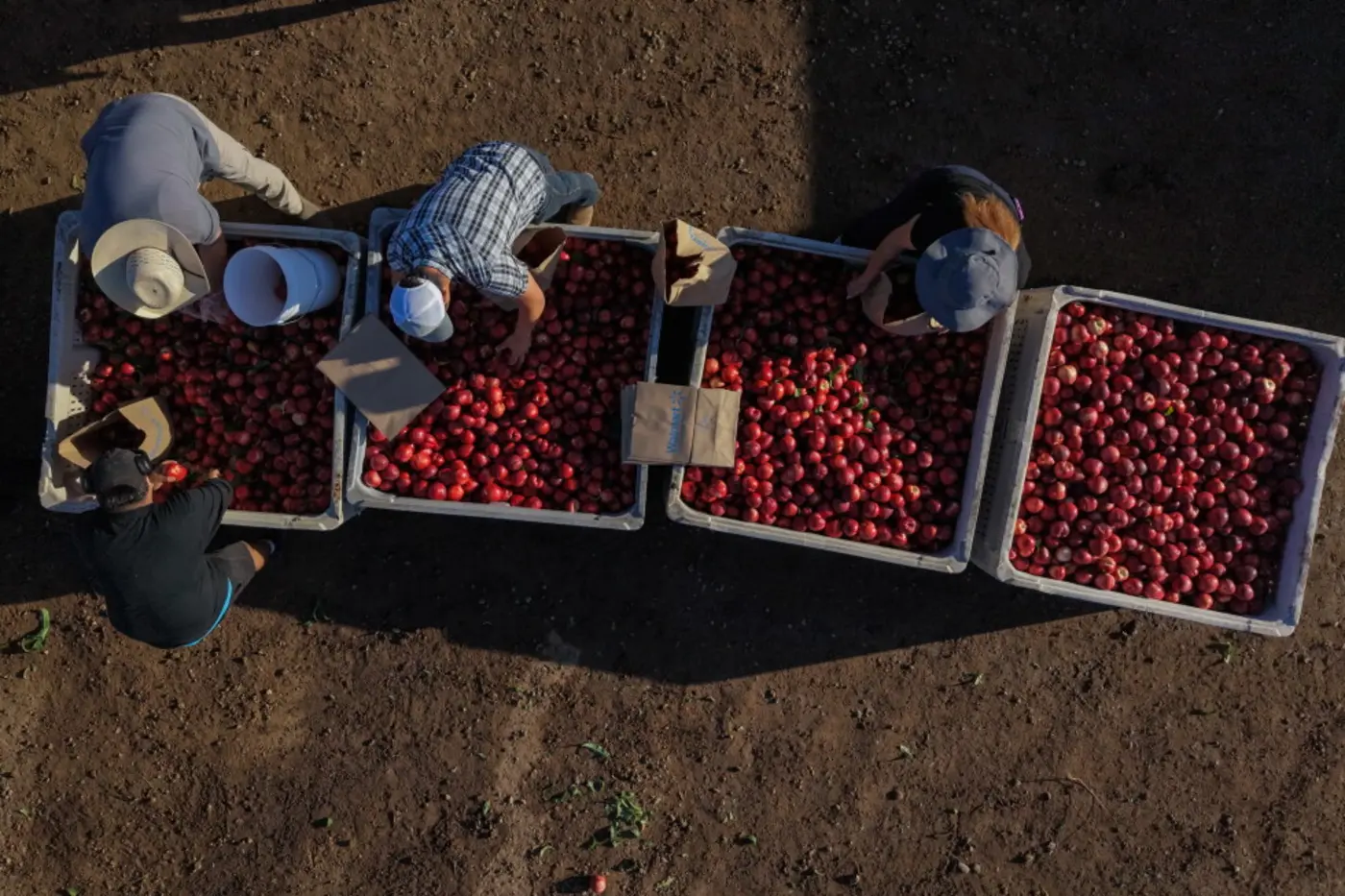 a cali farmer is giving away tons of nectarines that hex27s not allowed to sell