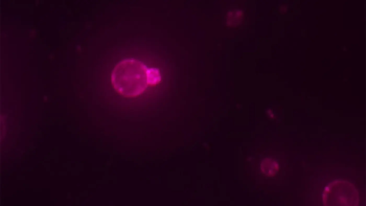 scientists say they have built a cell from scratch for the first time