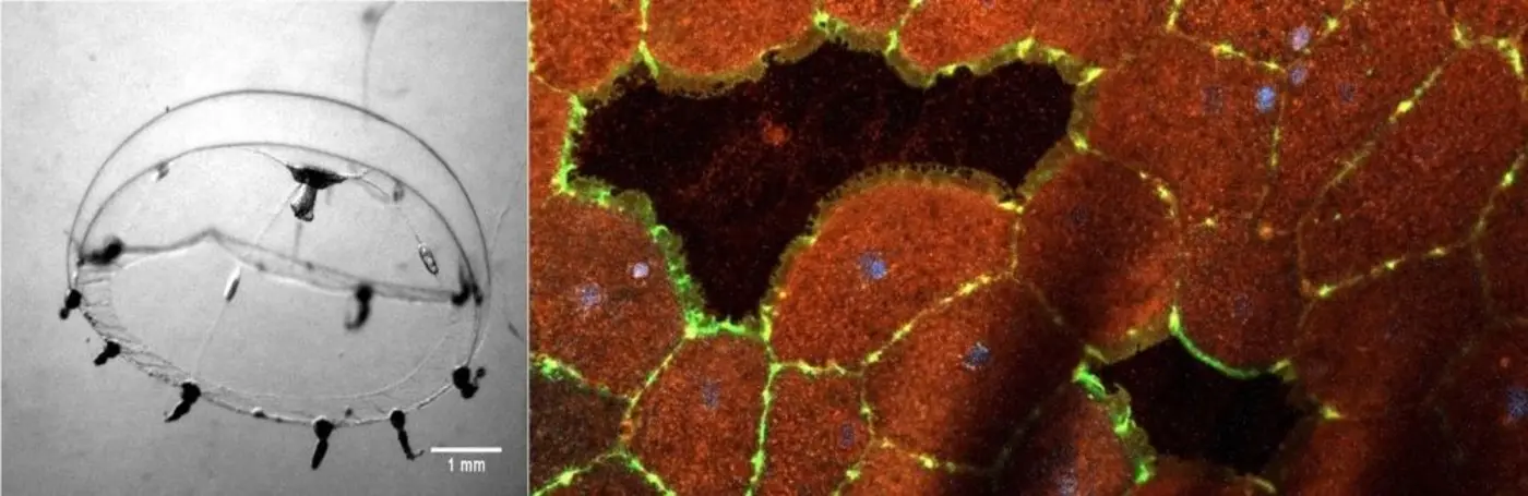 jellyfish can heal wounds in minutes scientists want their secrets