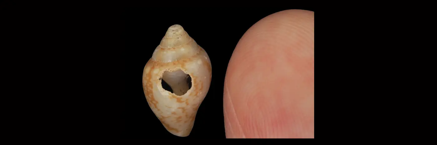neanderthals modern humans may have shared culture 59000 years ago in turkey