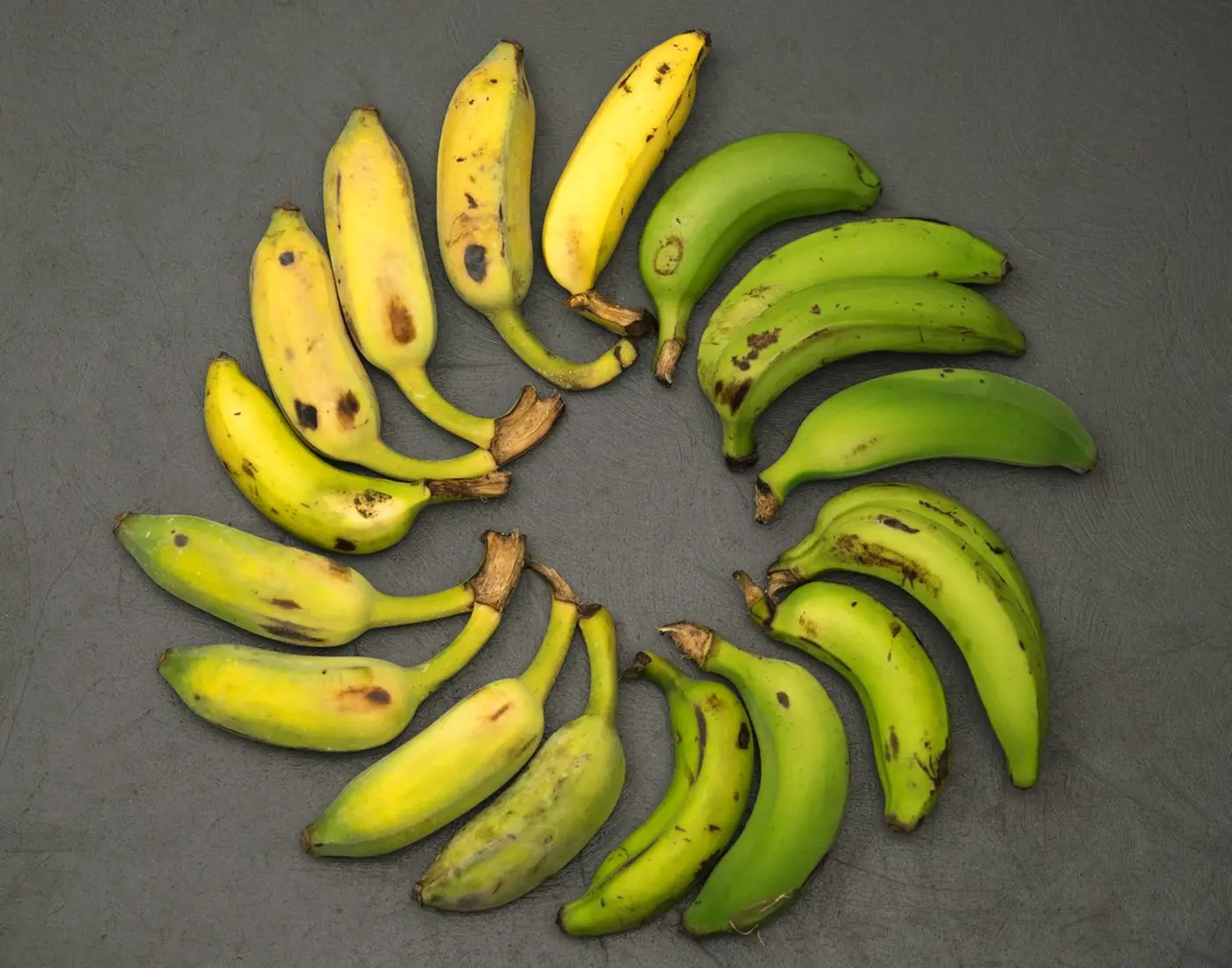 a quest for the gros michel the great banana of yesteryear 2018