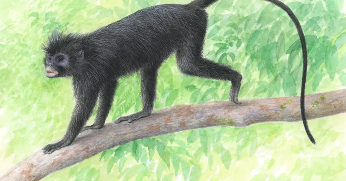 x27likwelix27 a new monkey species discovered in the congo basin