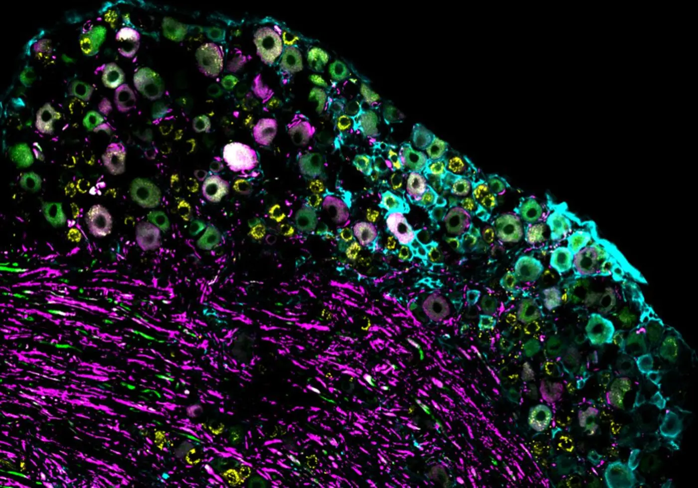 sensing warm and cool how the body detects temperature changes