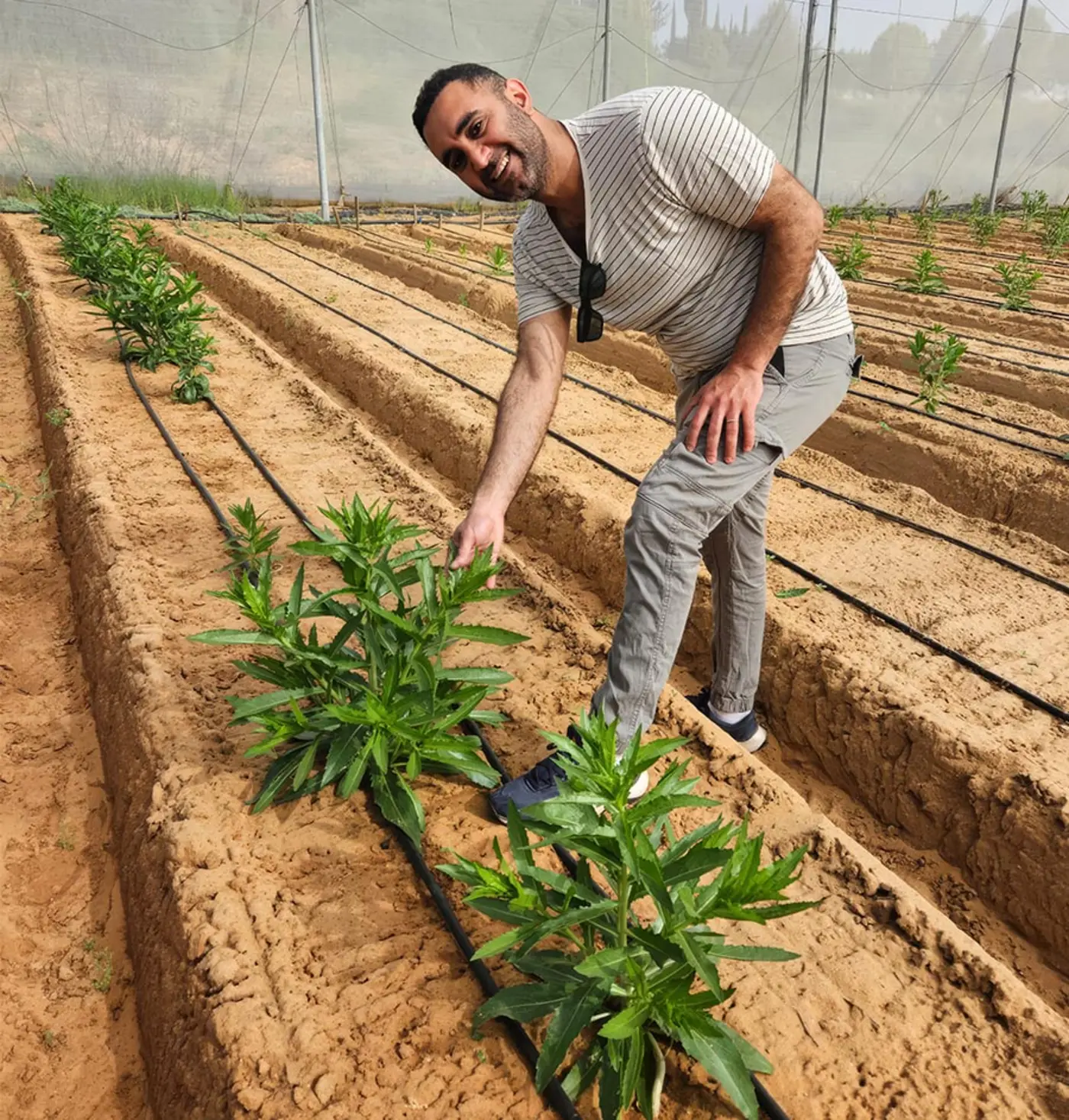 plants that make real dairy protein scientists discover an unexpected shortcut
