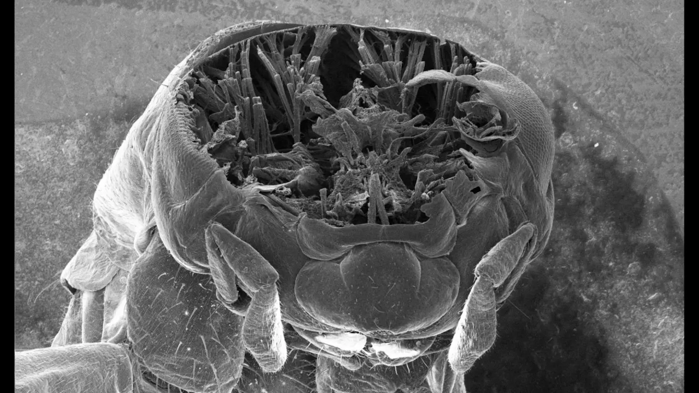 see inside insects with an electron microscope and a femtosecond laser video