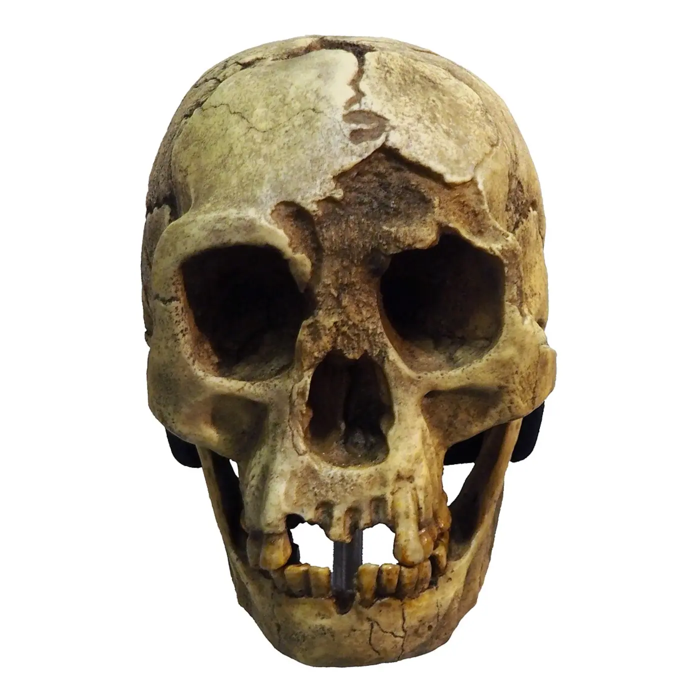 homo floresiensis