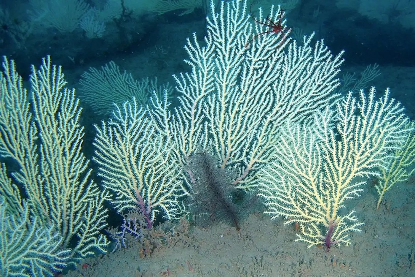 long presumed dead a thriving coral reef is discovered in west africa