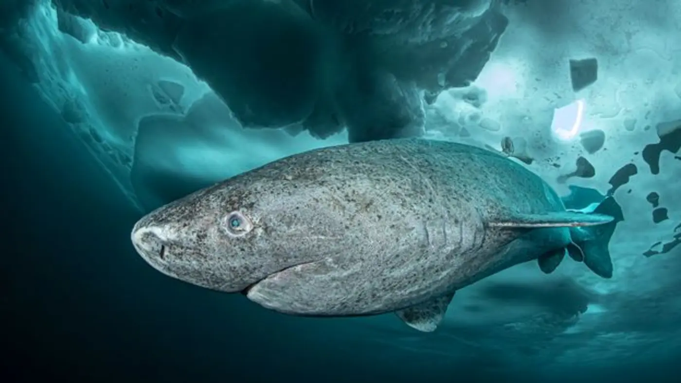 the shark that lives for 400 years and what it can teach us about longevity