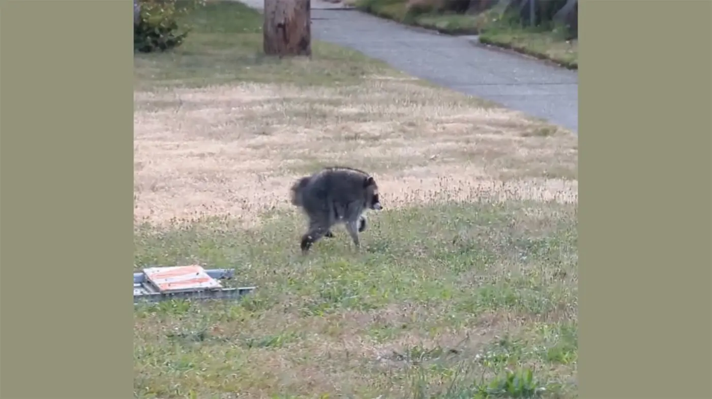jimothy the raccoon has a rare spinal condition herex27s what that means