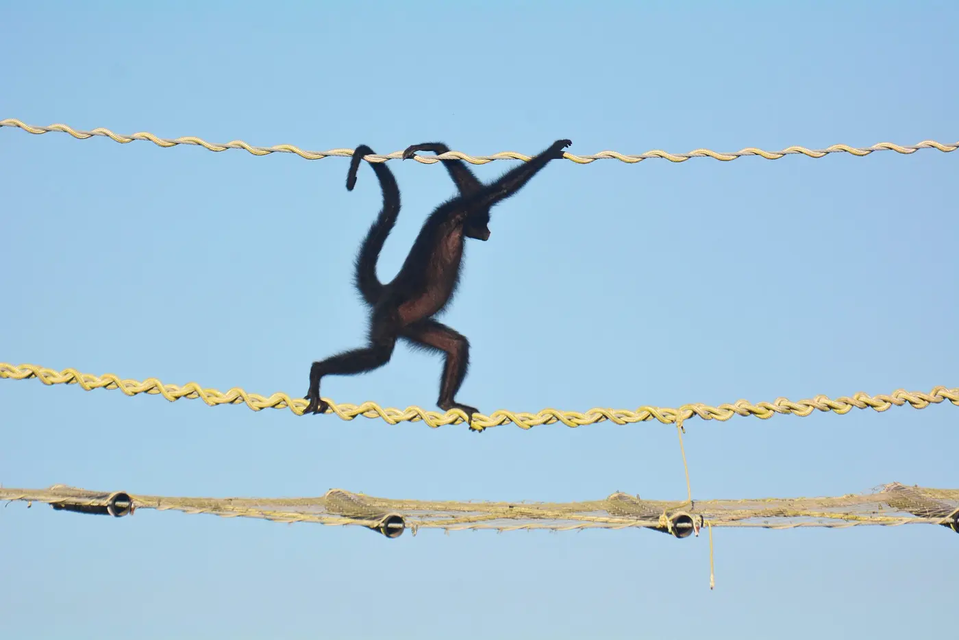 zero roadkill as amazon canopy bridges secure 15000 crossings